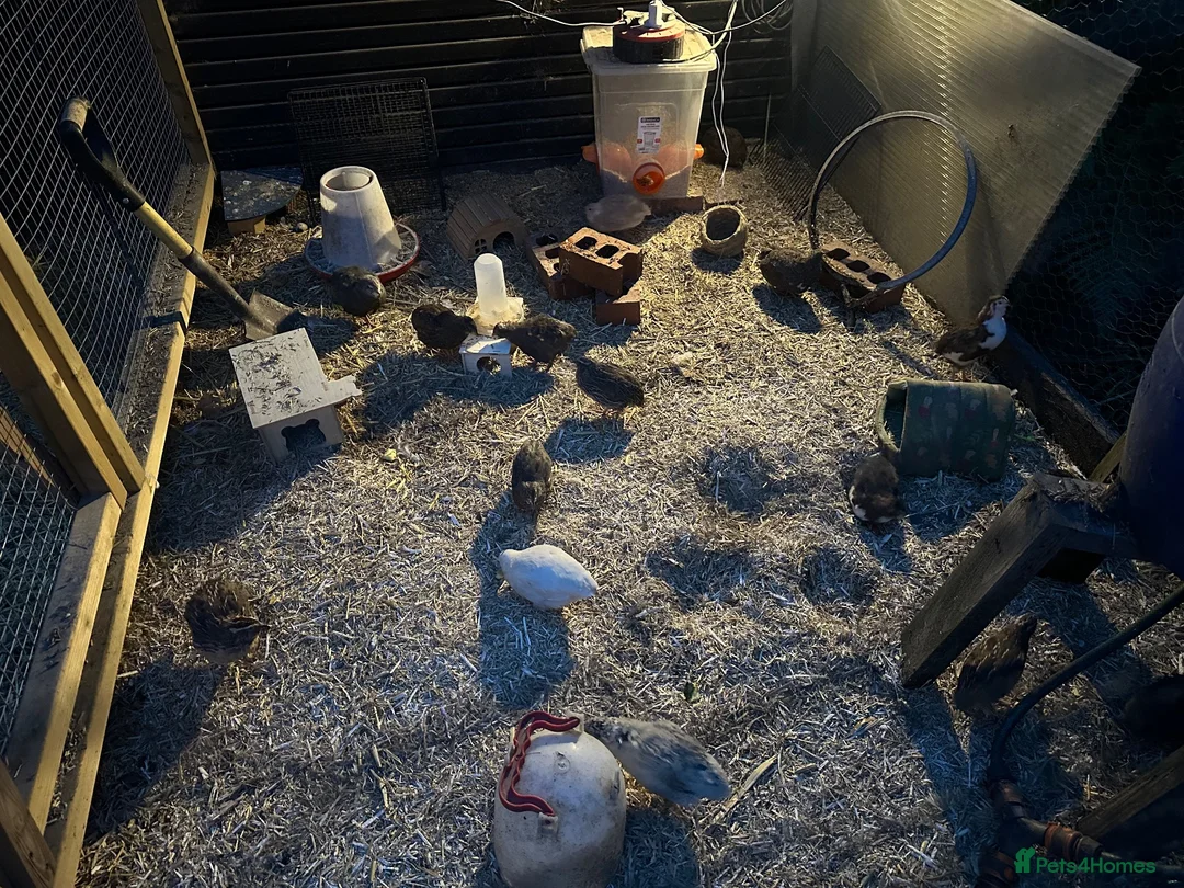 Quail poultry for sale: Fertilise quail eggs. Mixed.  in Pudsey - Advert 4