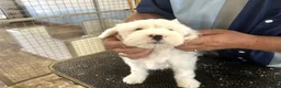 Tibetan Terrier dogs for sale: Araki Tibetan Terriers - Advert 6