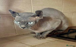 Sphynx cats for sale: Female Sphynx in need of a loving family  - Image 1