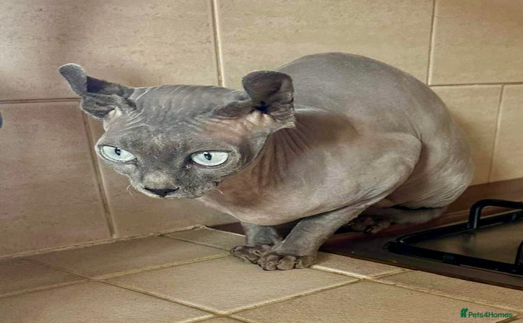 Sphynx cats - Advert 1