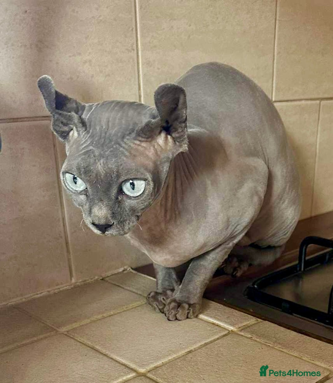 Sphynx cats for sale: Female Sphynx in need of a loving family  - Image 1