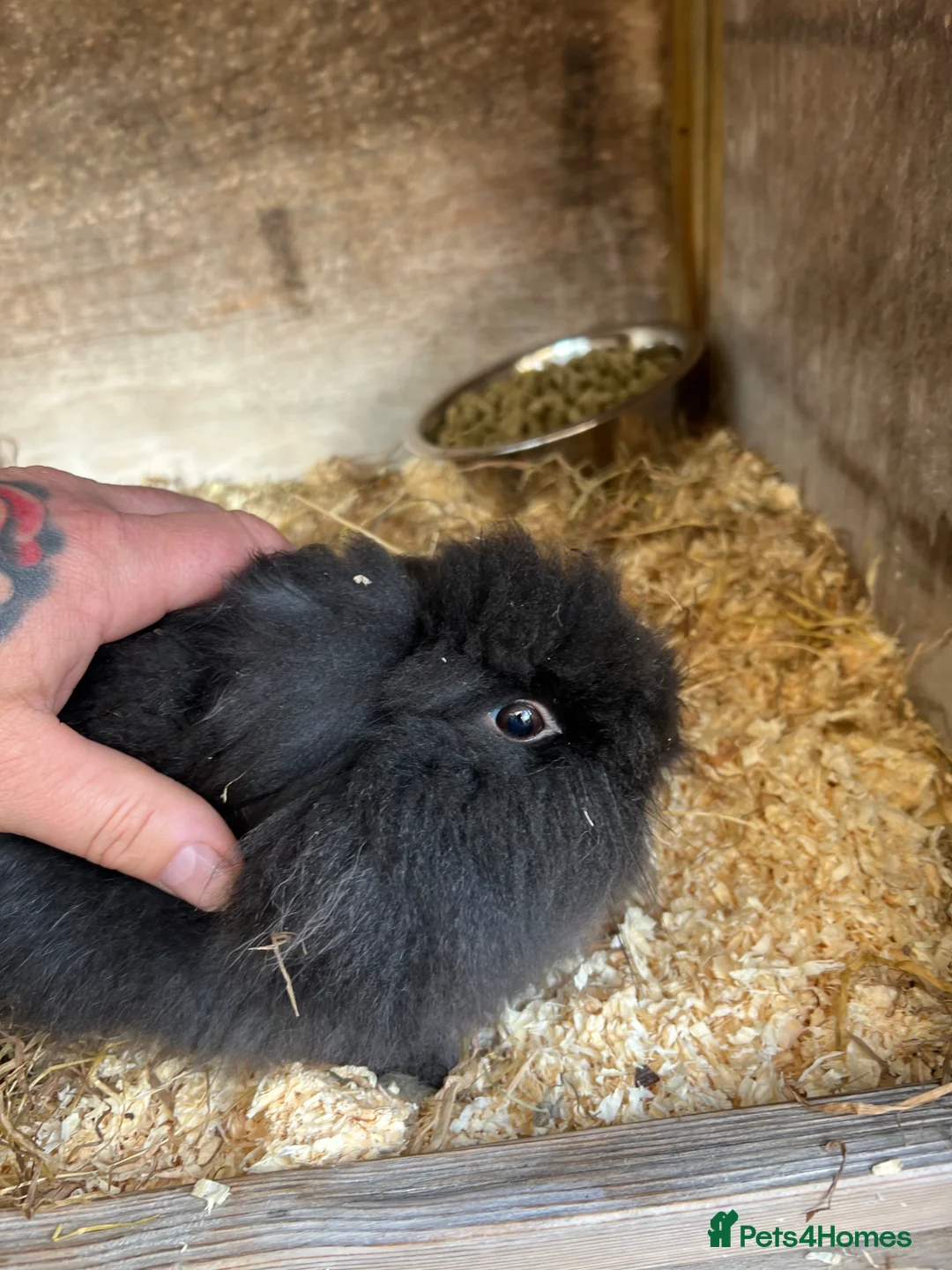 Lionhead rabbits for sale: Double maned Lionhead MALE  in Skipton - Advert 3
