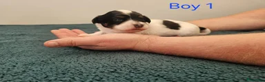 Havanese 1