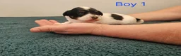 Havanese dogs for sale: Stunning Havanese Puppies - Advert 6