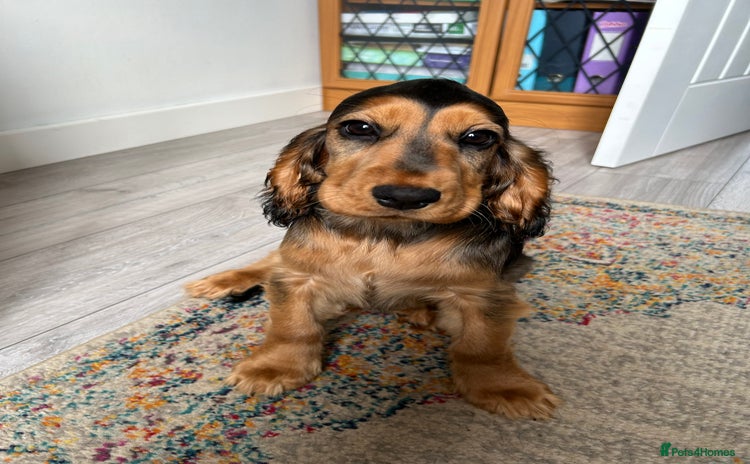 Cocker Spaniel dogs Outstanding Show Cocker Spaniels DNA Tested - Advert 14