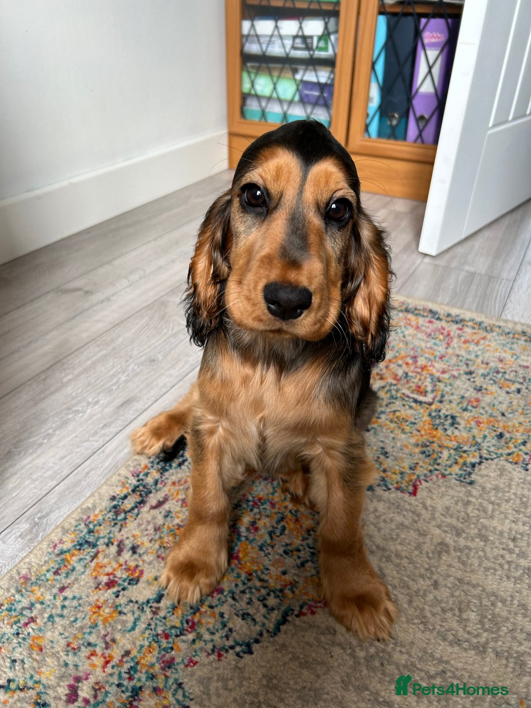 Cocker Spaniel dogs for sale: Outstanding Show Cocker Spaniel DNA Tested - Advert 1