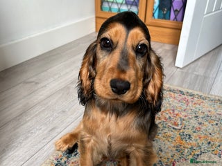 Cocker Spaniel dogs for sale: Outstanding Show Cocker Spaniel DNA Tested - Advert 1