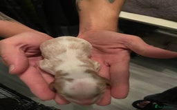Cavalier King Charles Spaniel dogs for sale: King Charles cavalier puppies - Image 7