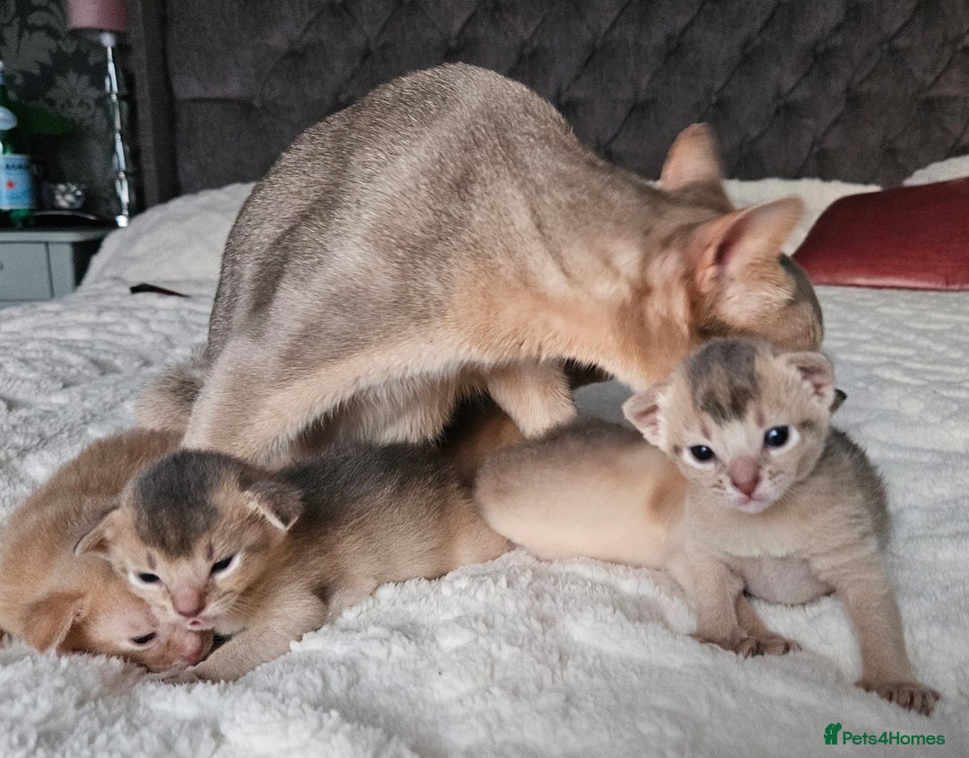 Abyssinian cats for sale: Abyssinian  - Advert 22
