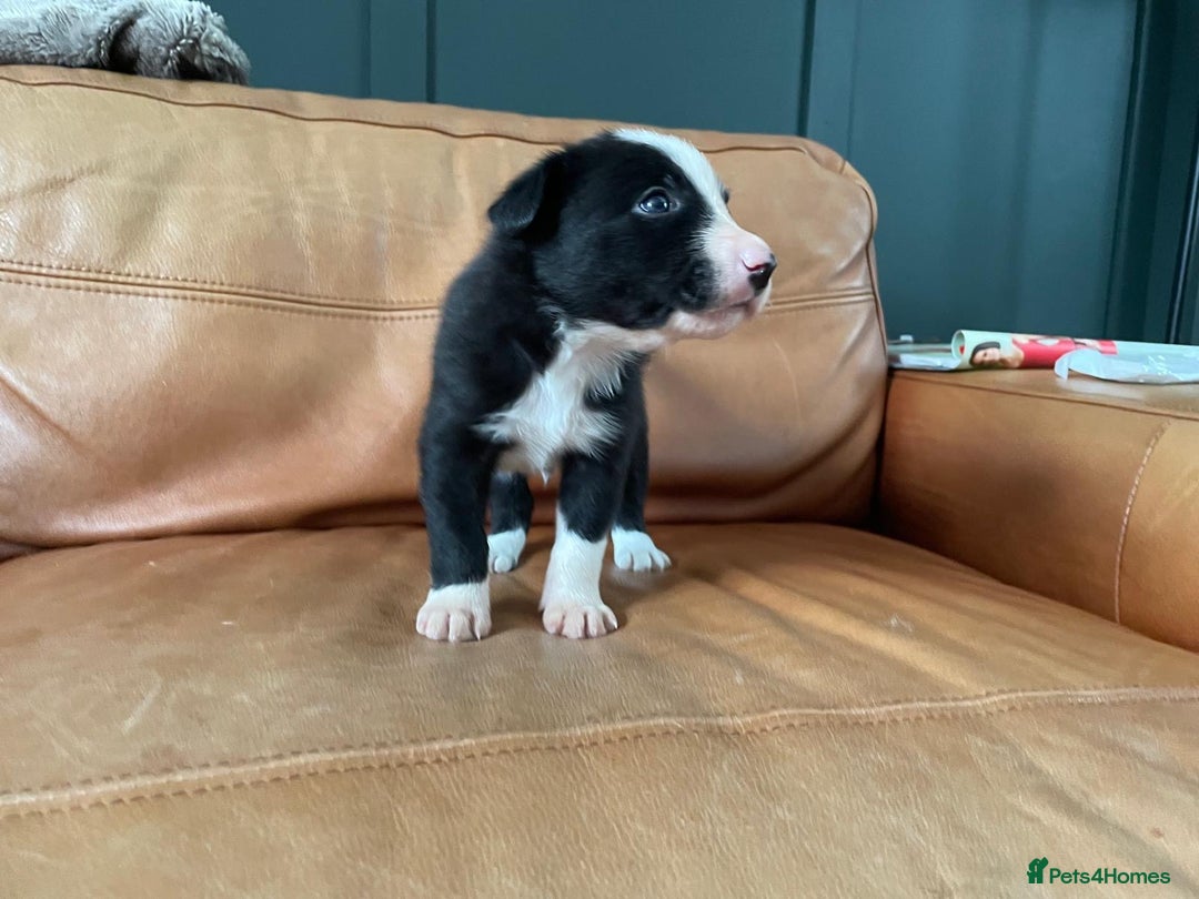 Border Collie dogs for sale: Border Collie Pups Merle, Tri-colour & Blk/wht - Image 15