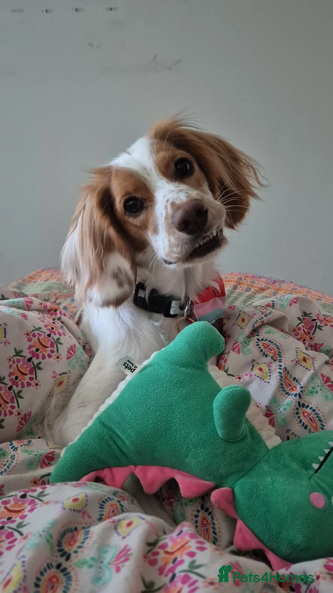 Brittany Spaniel dogs for sale: Cookie  - Advert 3