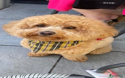 Maltipoo dogs for sale: We have six beautiful Malti-Poo’s - Image 10