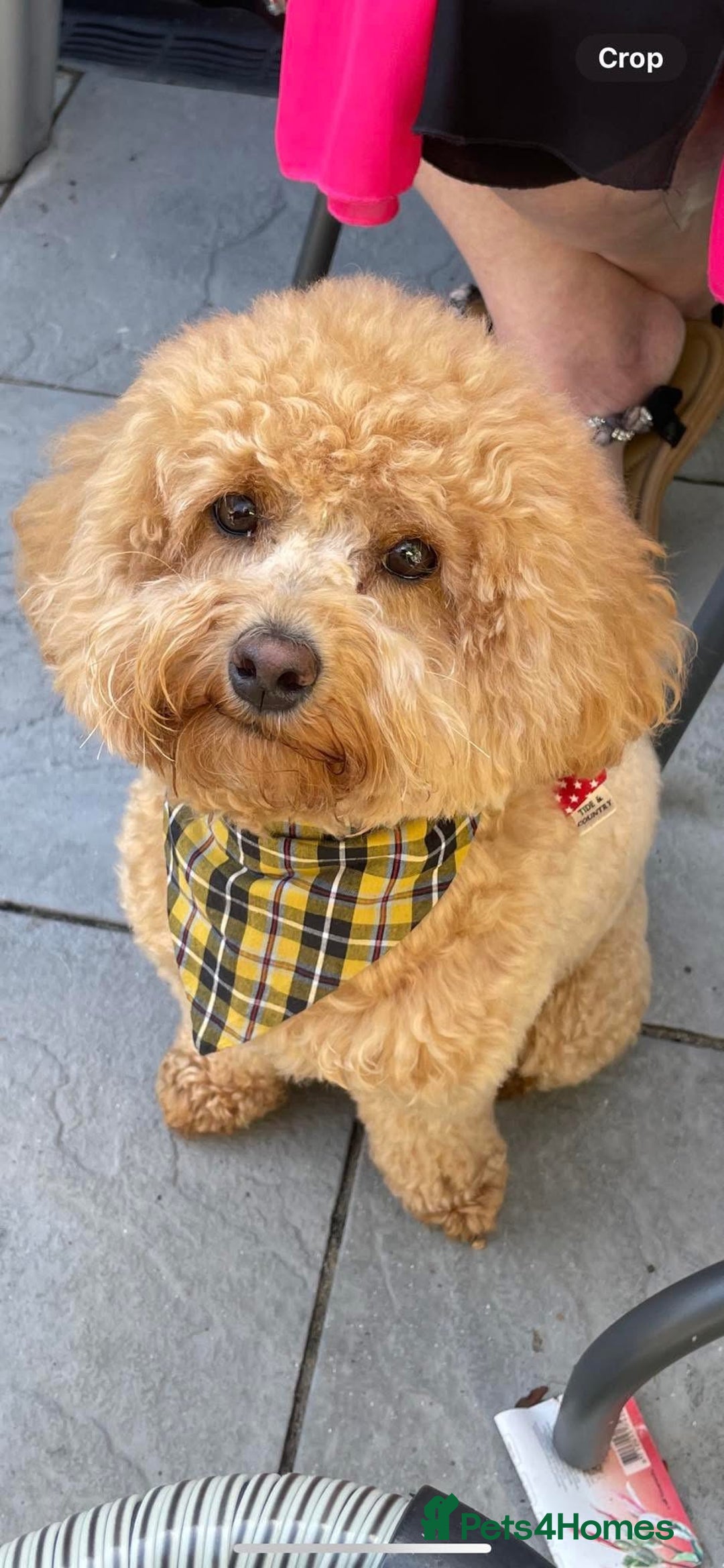 Maltipoo dogs for sale: We have six beautiful Malti-Poo’s - Image 10