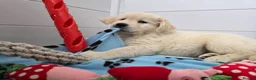 Golden Retriever dogs for sale: Golden Retriever Puppies – Reservations Open💚 - Advert 16