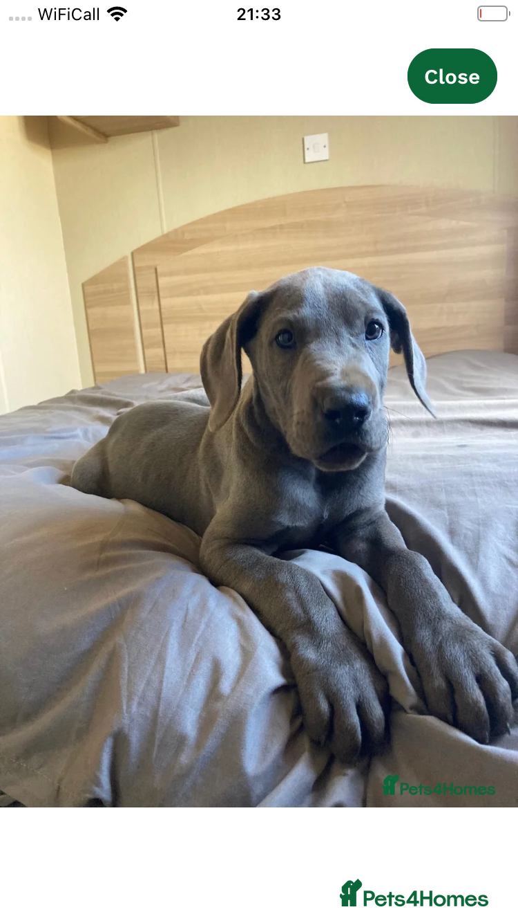 Great Dane dogs Great Dane puppies - Advert 2