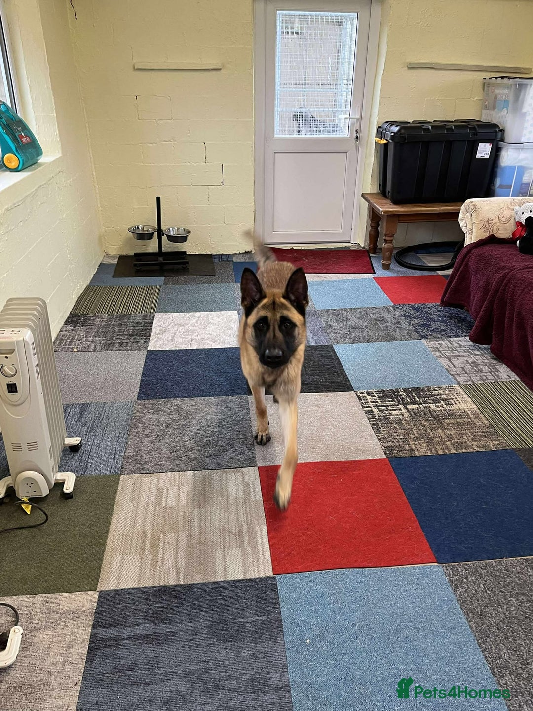 Mixed Breed dogs for adoption: Handsome CEDRIC - Advert 9