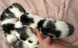 Ragdoll cats for sale: Stunning rare ragdoll cross kittens - Image 5