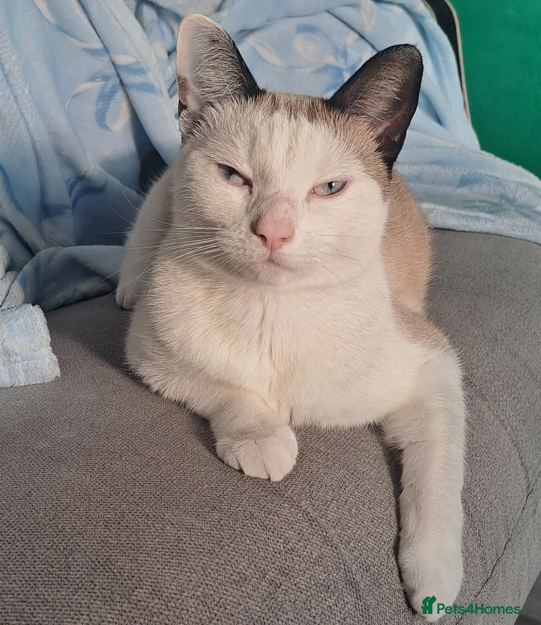 British Shorthair cats for sale: Beautiful Cat Called Gem - Advert 1