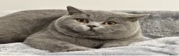 British Shorthair cats for sale: Beautiful British Kittens - Advert 6