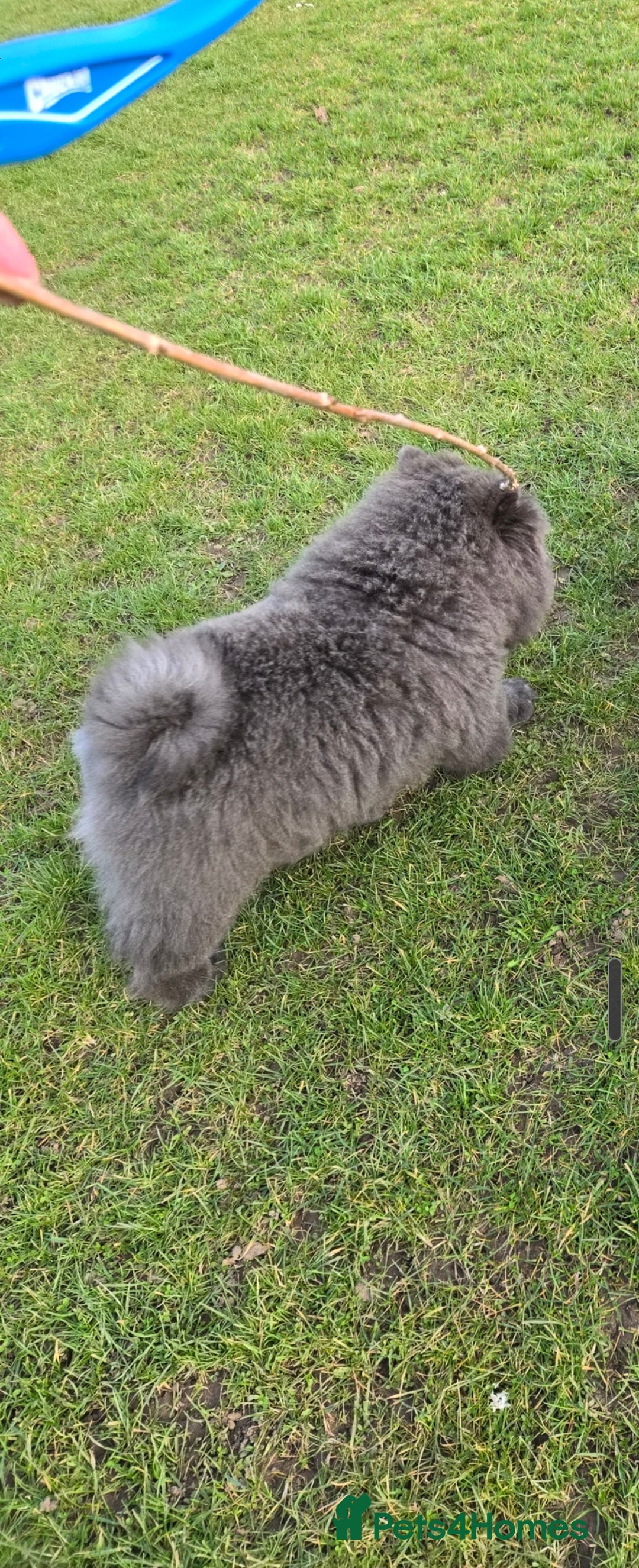 Chow Chow dogs for stud: KC Blue Chow Stud Blue Chow Chow Stud  - Advert 17