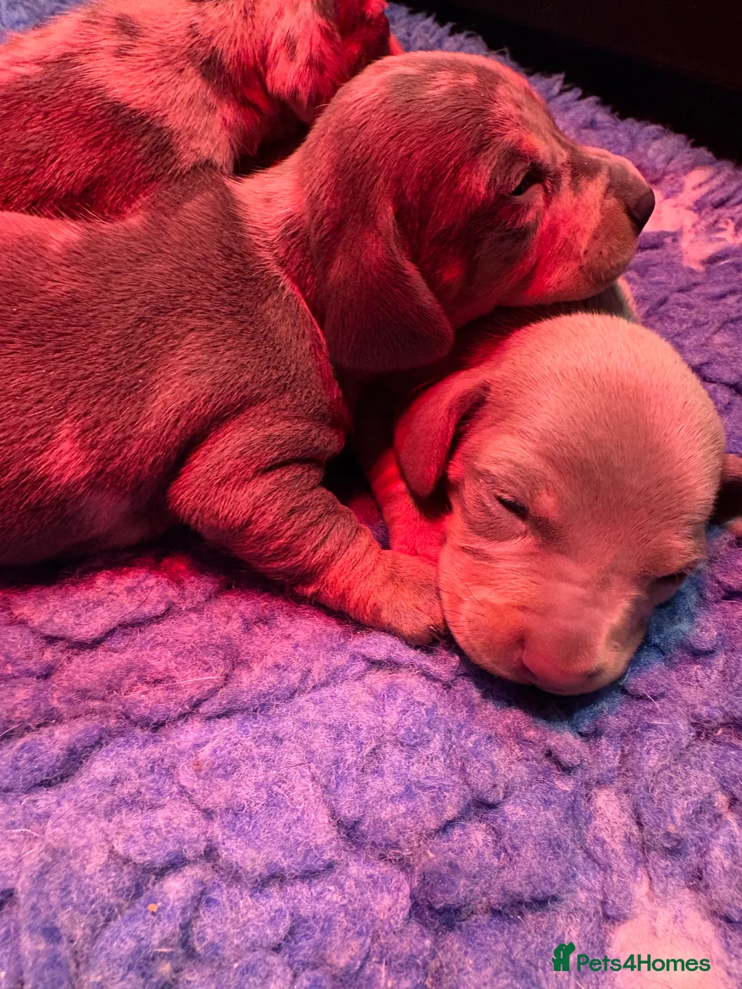 Miniature Dachshund dogs for sale: Miniature Dachshund KC Puppies  - Advert 5