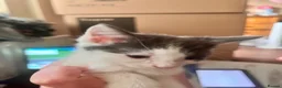 Mixed Breed cats for sale: 4 beautiful baby kittens - Advert 5