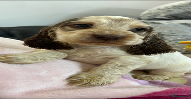 Cocker Spaniel dogs - Advert 2