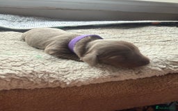 Miniature Dachshund dogs for sale: Miniature daschund - Advert 10