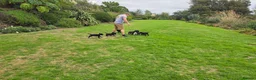 Labrador Retriever dogs for sale:  LAbrador Puppies For Sale - Advert 6