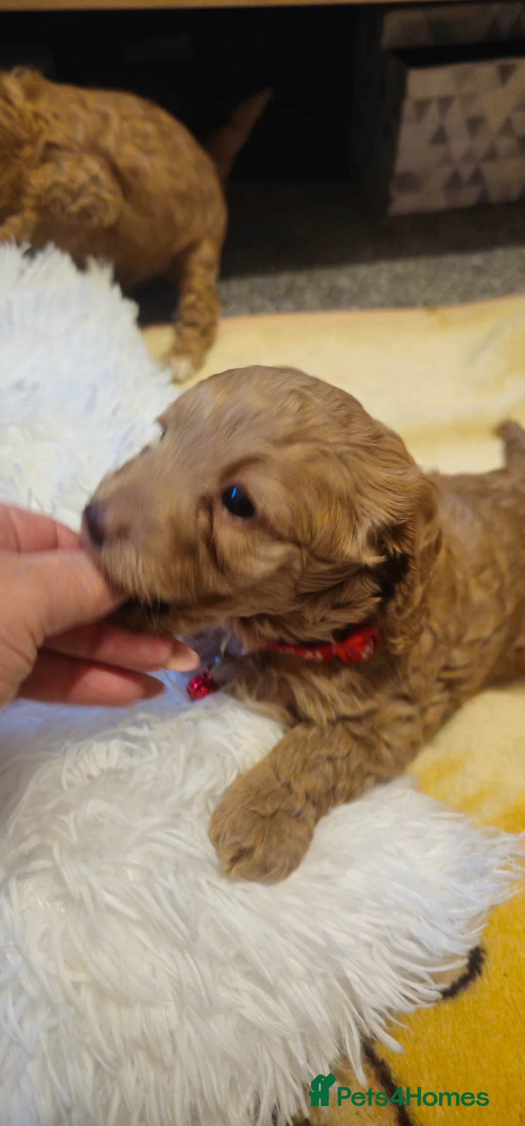 Cavapoo dogs for sale: Cavapoo for sale - Advert 6