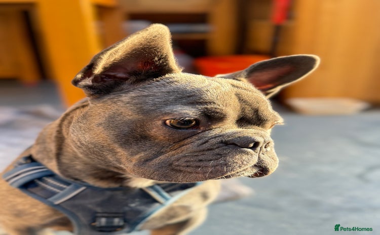 French Bulldog dogs Reggie the Blue Brindle Frenchie - Advert 12