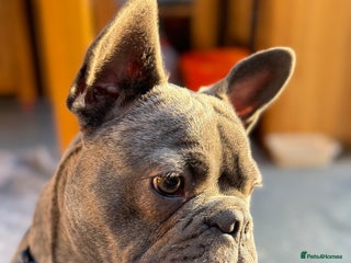 French Bulldog dogs Reggie the Blue Brindle Frenchie - Advert 7