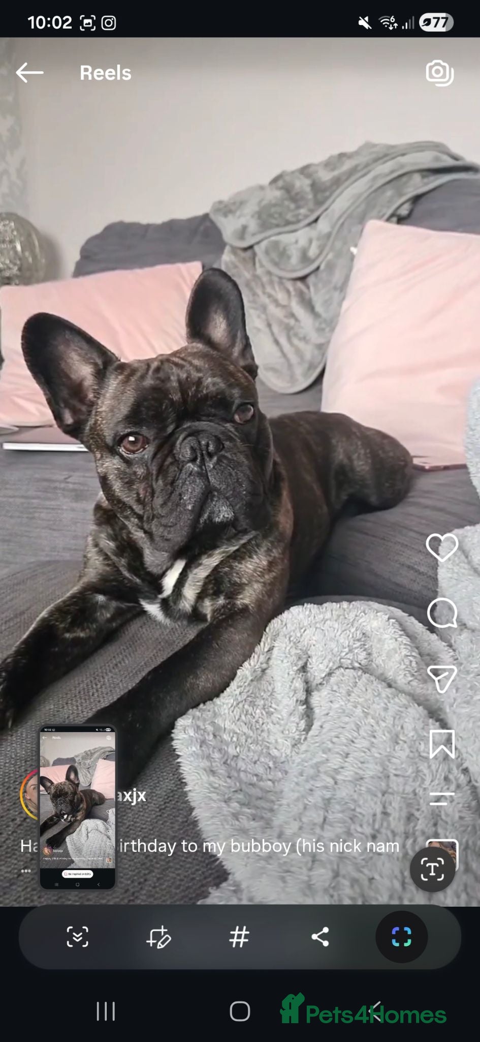 French Bulldog dogs Rolo  - Advert 1