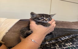 Domestic Shorthair cats for sale: Kittens  - Image 7