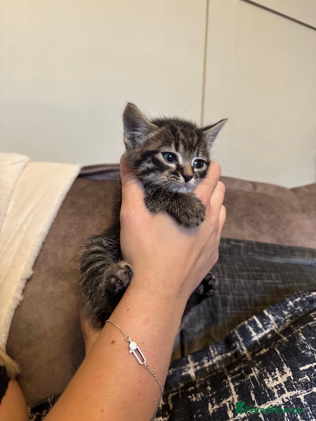 Domestic Shorthair cats for sale: Kittens  - Image 7
