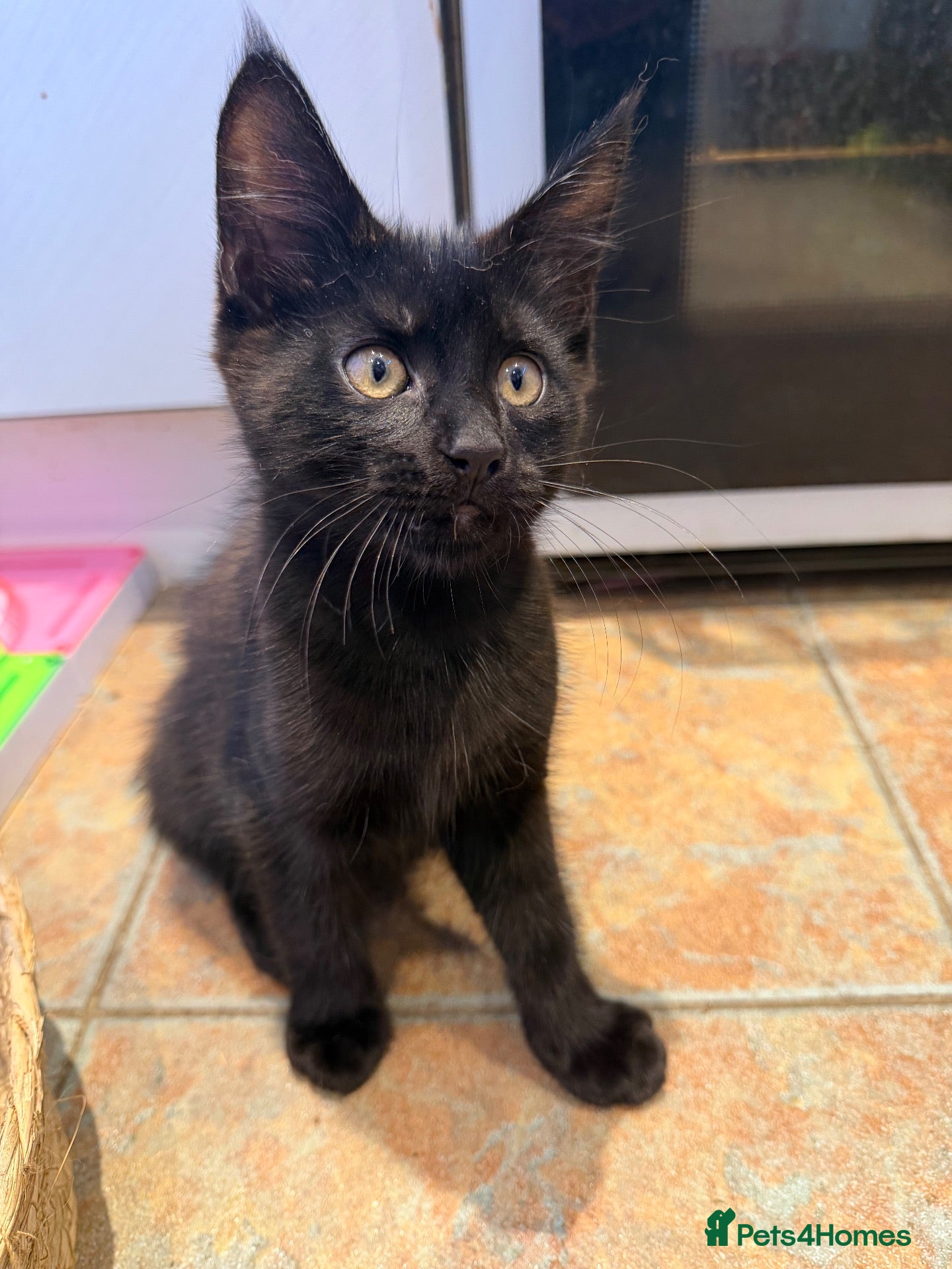 Mixed Breed cats Stunning kitten 1 boy left !!  - Advert 17