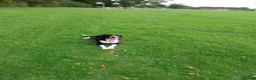 Border Collie dogs for sale: Beautiful border collie puppies - Advert 3