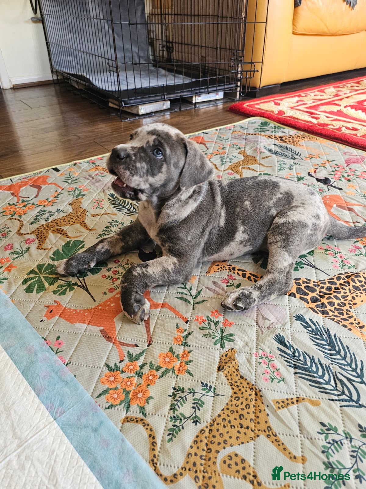 Mixed Breed dogs Cane Corso x Performance Mastiff  - Advert 1