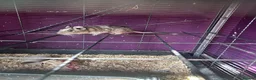 Degus rodents for sale: 3 male degus with cage and accessories  in Marlborough - Advert 4