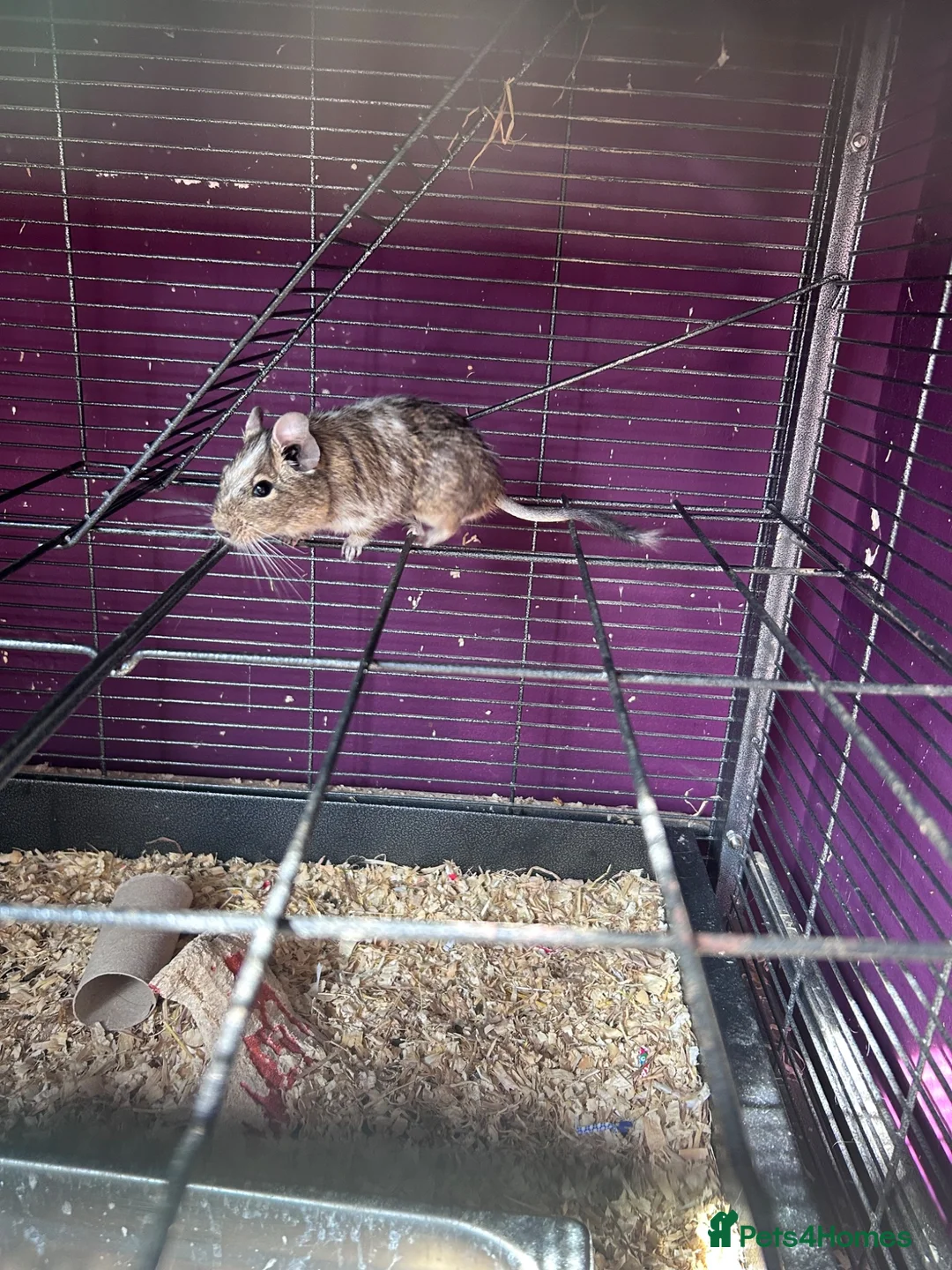 Degus rodents for sale: 3 male degus with cage and accessories  in Marlborough - Advert 4