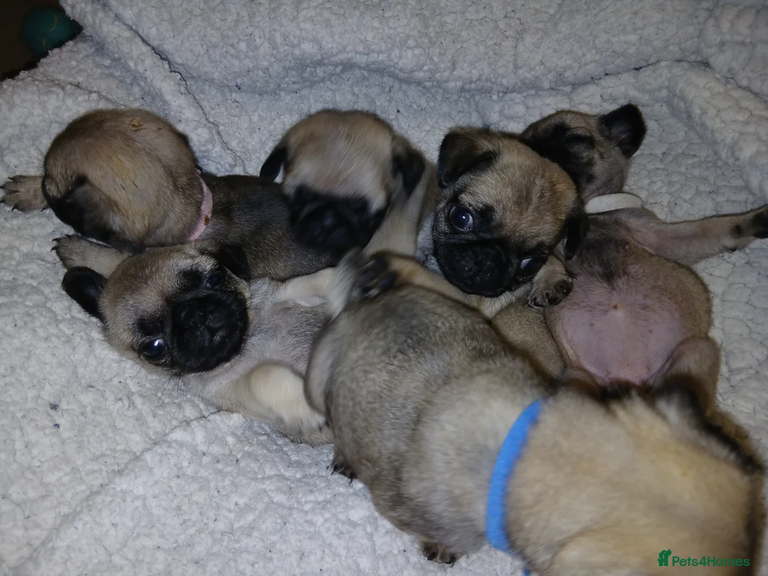Pug dogs for sale: Loving little boy - Advert 2