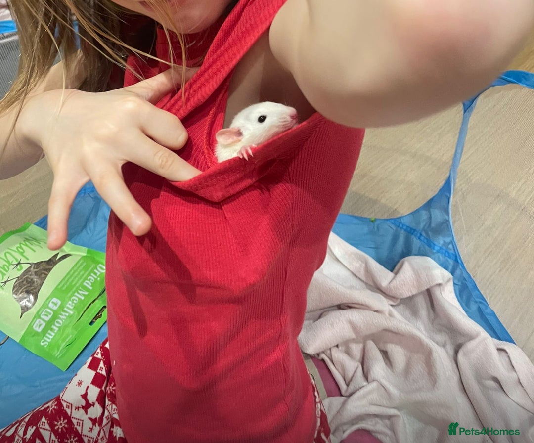 Rat rodents for sale: Baby dumbo rats - Advert 4