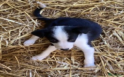 Border Collie dogs for sale: Collies ready now - Image 4
