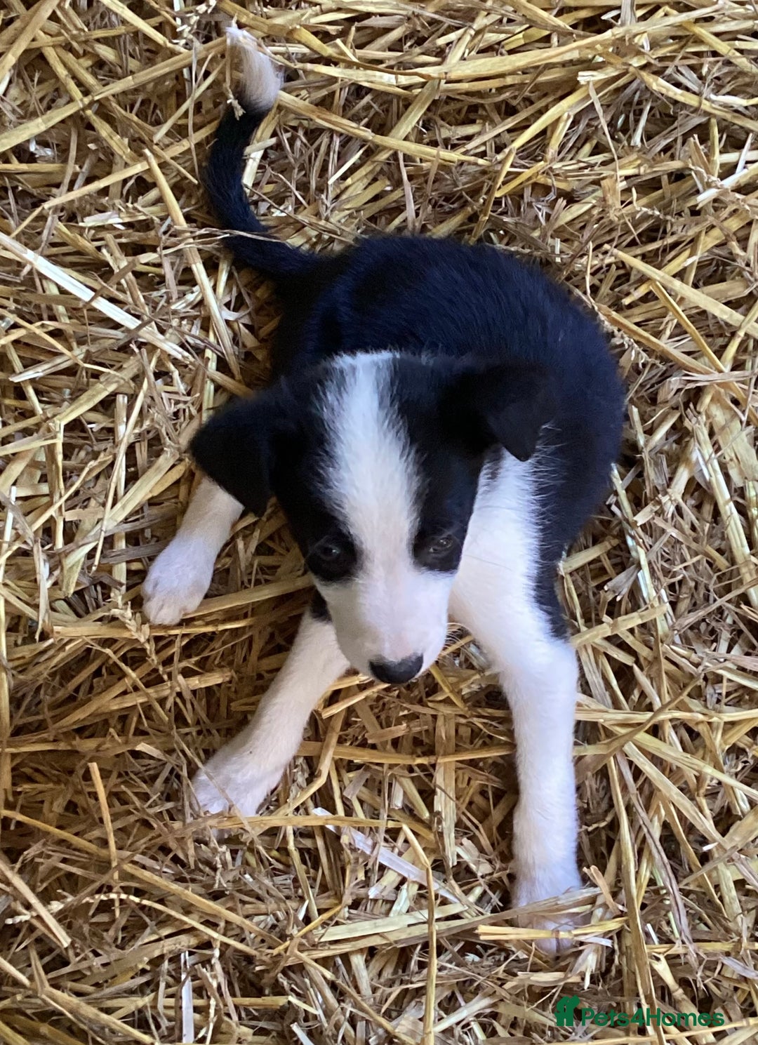 Border Collie dogs for sale: Collies ready now - Image 4