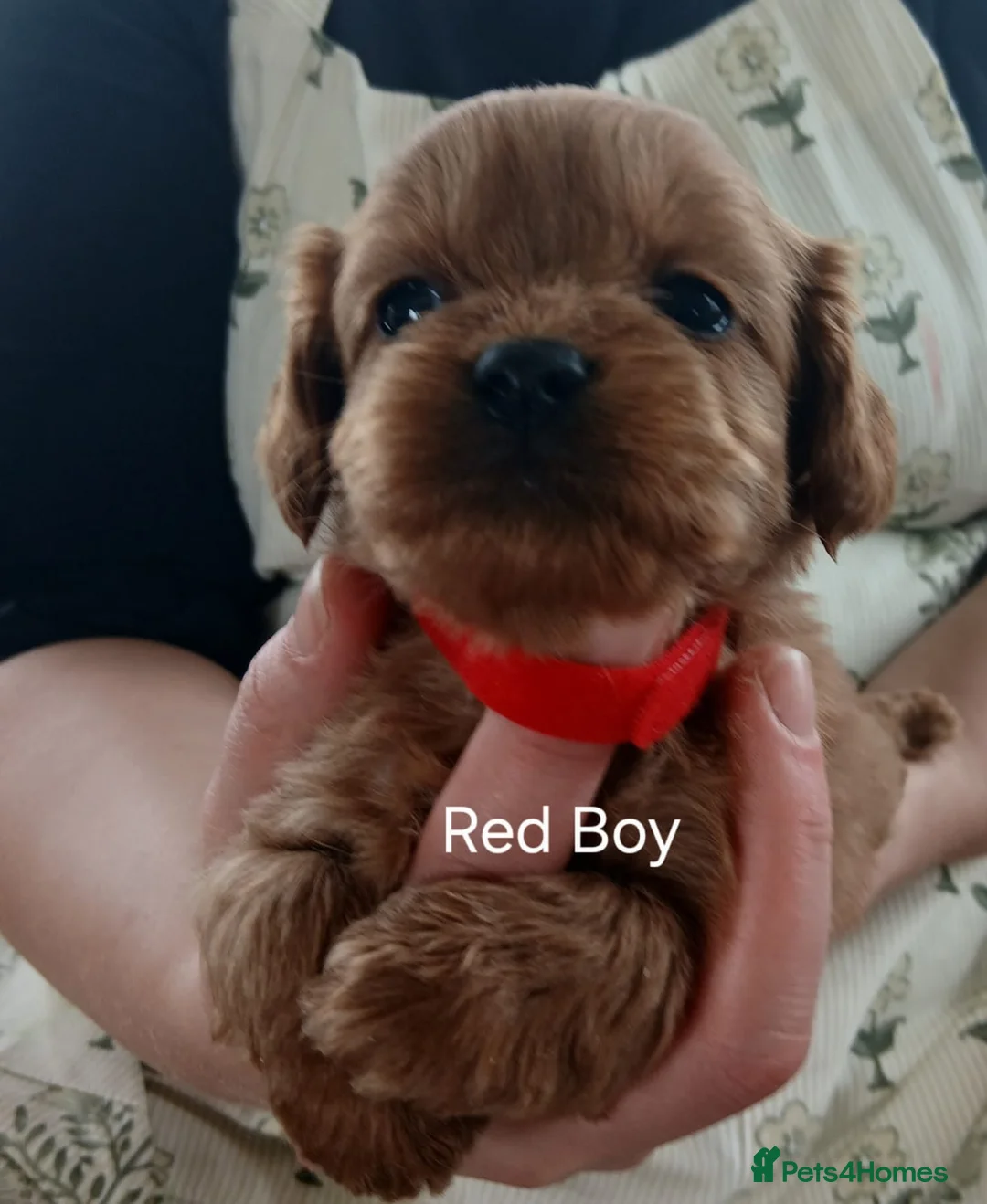 Cavapoo dogs for sale: Cavapoo Puppies  in Glenrothes - Advert 13