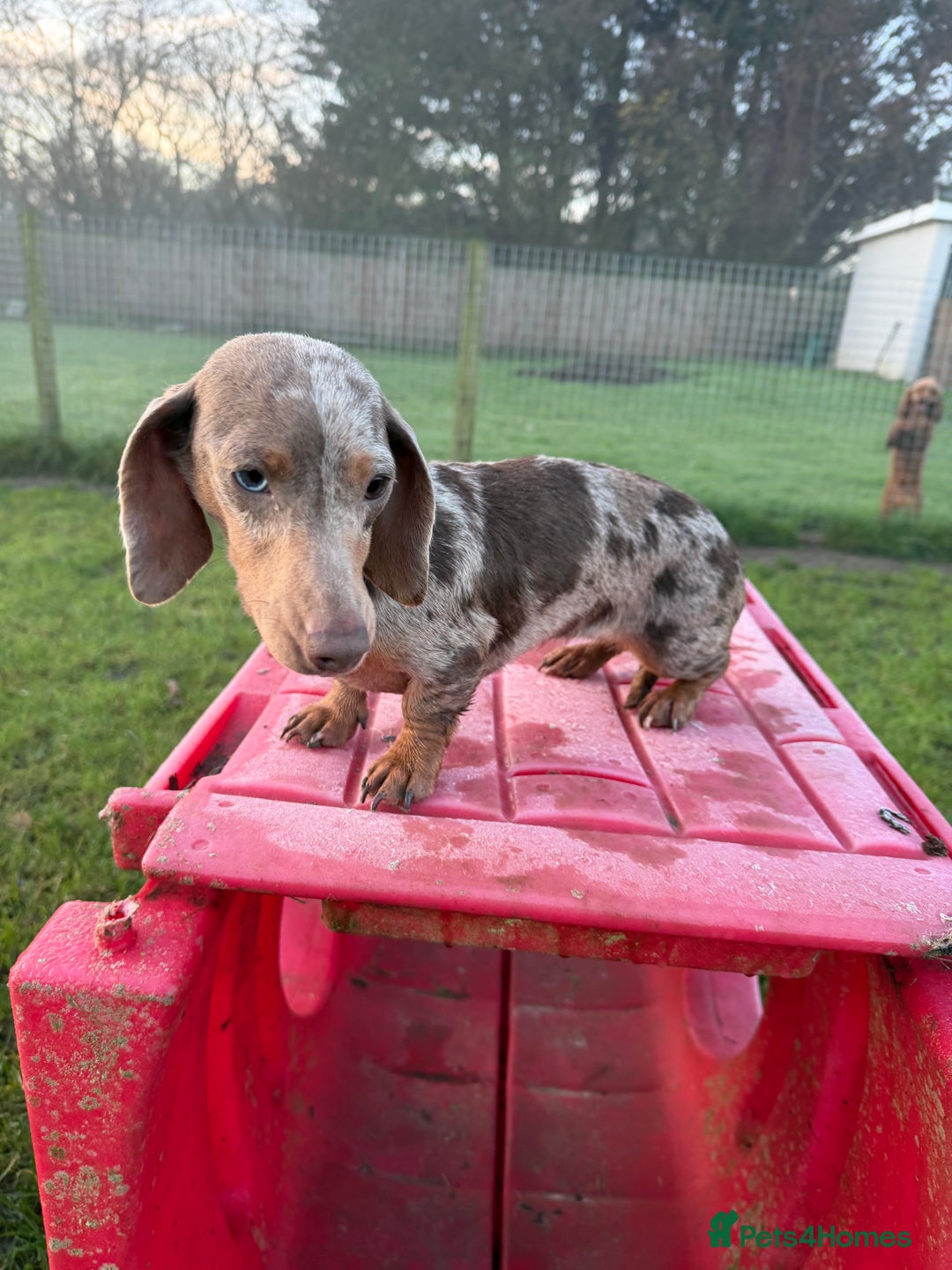 Miniature Dachshund dogs for sale: Dapple mini girl  - Advert 5