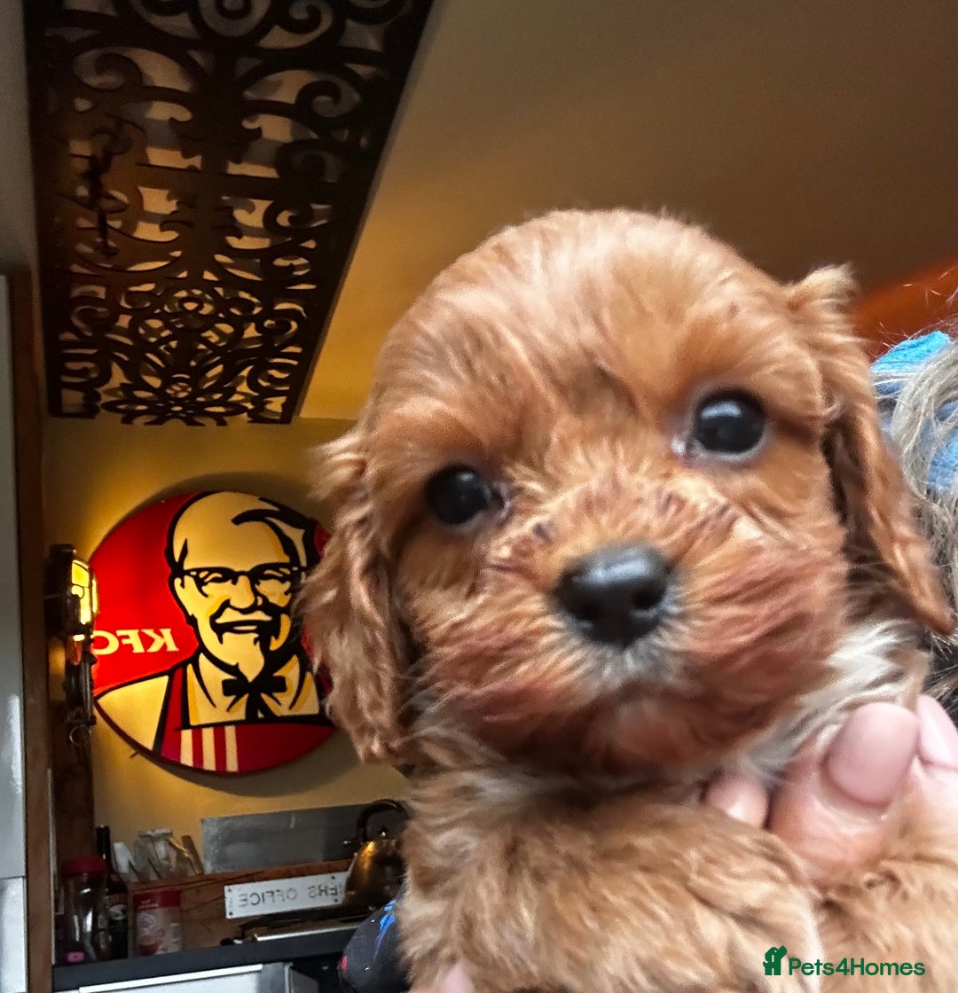 Cavapoo dogs for sale: Bright red not to curly f1 Cavapoo’s  - Advert 1
