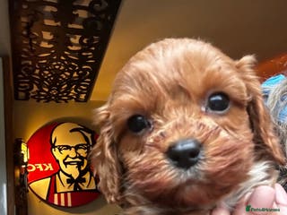 Cavapoo dogs Bright red not to curly f1 Cavapoo’s - Advert 18