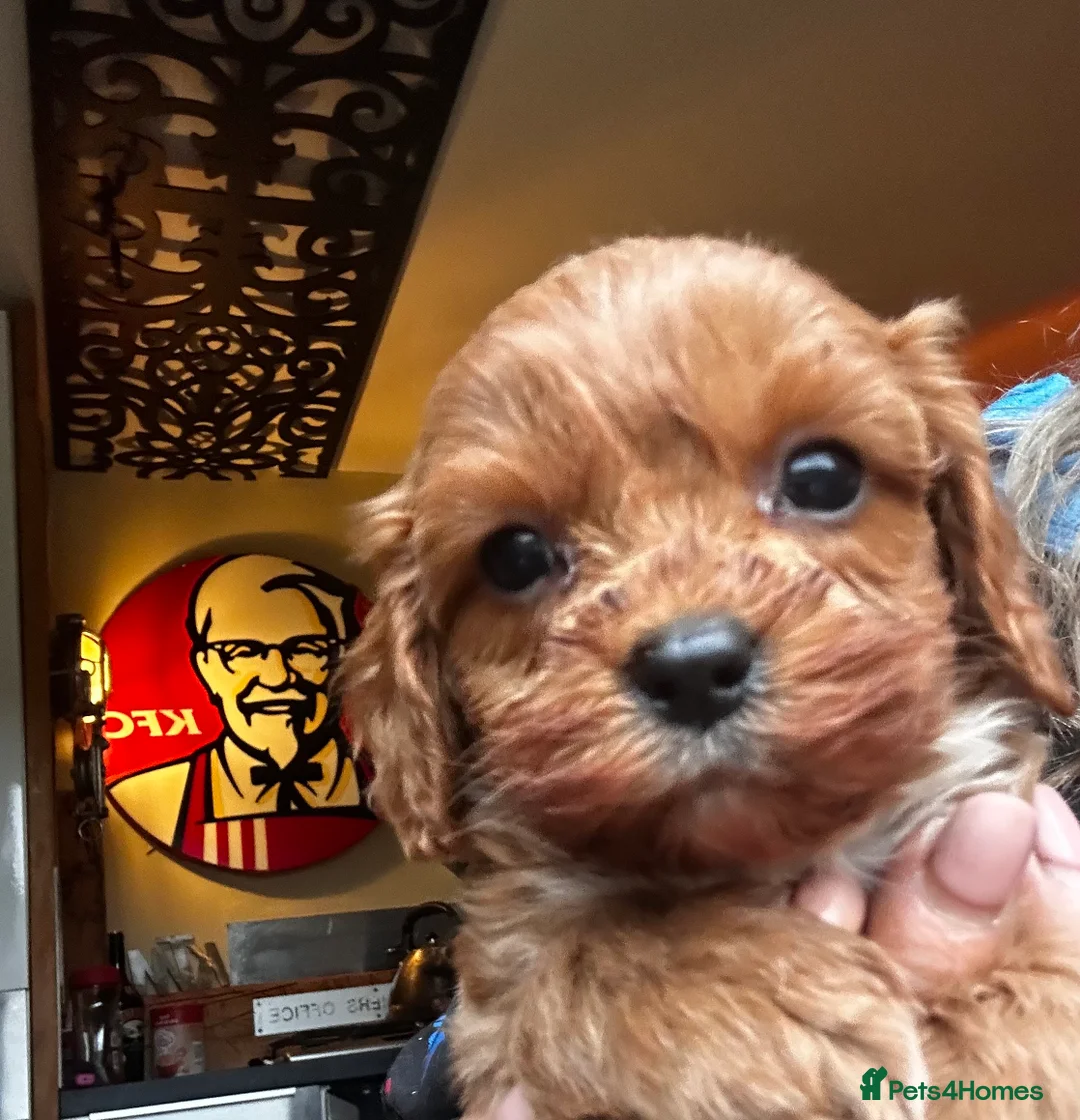 Cavapoo dogs for sale: Bright red not to curly f1 Cavapoo’s  - Advert 1