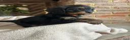 Cavapoo dogs for sale: Adorable Cavapoo puppies  - Advert 23